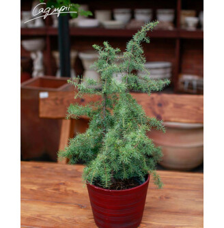 Ялівець звичайний 'Kalebab'