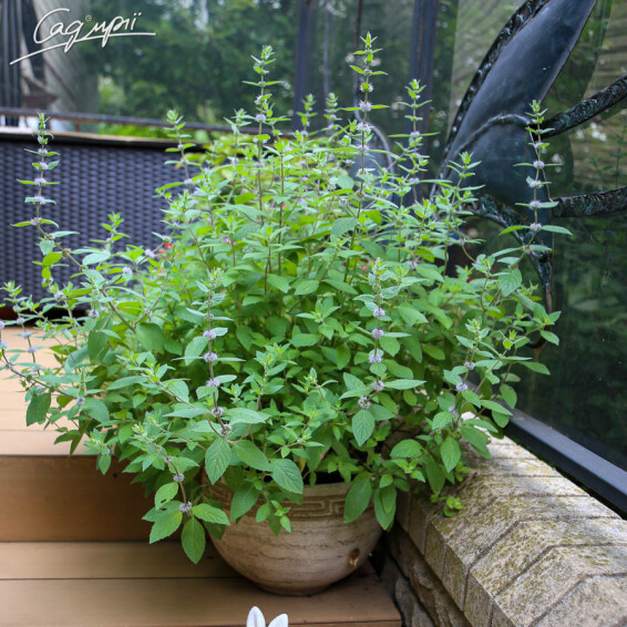 М'ята духмяна - 1