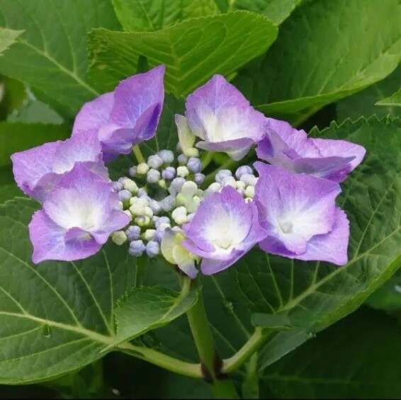 Гортензия крупнолистная 'Fasan' #1, С3 - - 1