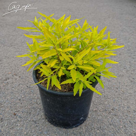 Каріоптеріс кландонський 'Worcester Gold' - 2