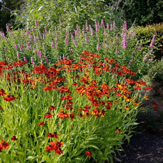 Гелениум гибридный 'Moerheim Beauty' - 5