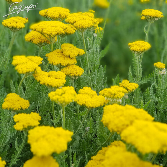 Тысячелистник таволговый 'Schwellenburg', C2 - - 7