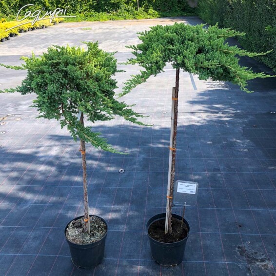 Ялівець лежачий 'Nana', ф. штамбова - 1