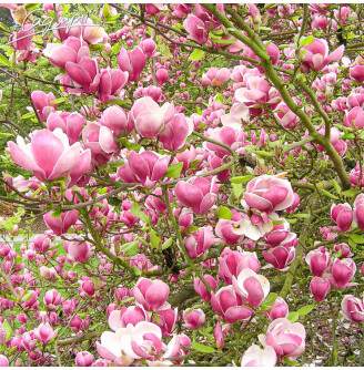 Магнолія Суланжа 'Rustica Rubra'