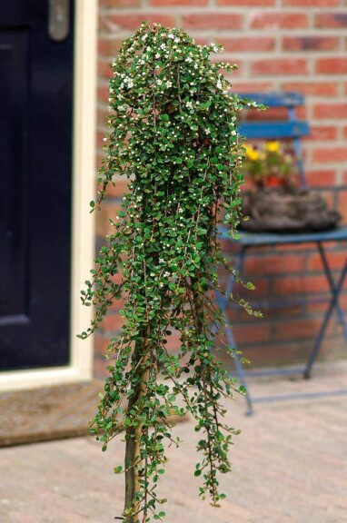 Кизильник лежачий 'Streib's Findling' - 5