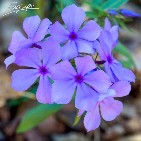 Флокс розчепірений - 5