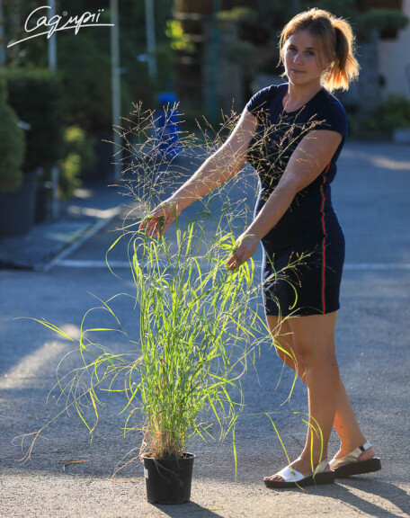 Просо прутьевидное 'Rotstrahlbusch' - 8