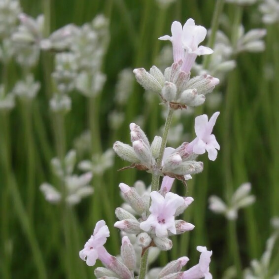 Лаванда вузьколиста 'Rozea' - 4 Лаванда вузьколиста 'Rozea' - 4