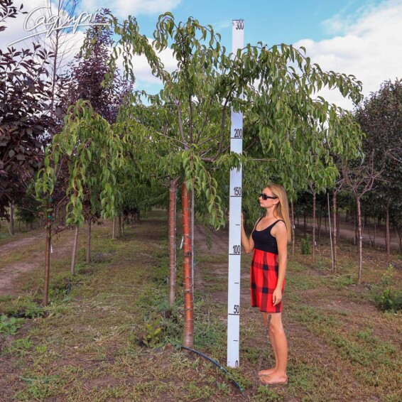 Сакура дрібнозубчаста 'Kiku-shidare' #6, С25 12--14 225-250 St. 225 - 12 Сакура дрібнозубчаста 'Kiku-shidare' #6, С25 12--14 225-250 St. 225 - 12