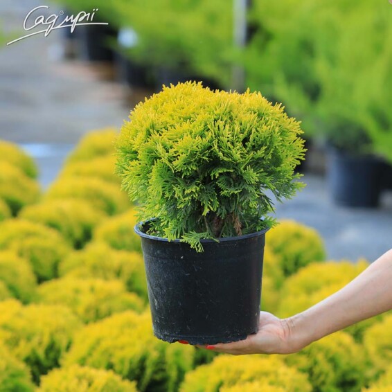 Туя західна 'Mirjam'® - 4 Туя західна 'Mirjam'® - 4