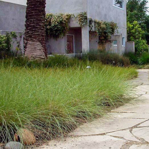 Сеслерия осенняя #1, ГК - - 5 Сеслерия осенняя #1, ГК - - 5