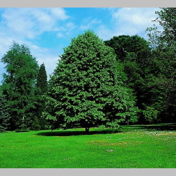 Липа войлочная - 1 Липа войлочная - 1