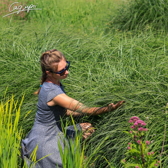 Мискантус китайский 'Red Chief', C3 - - 2