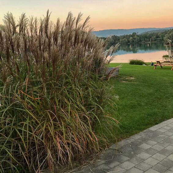 Міскантус китайський 'Ferner Osten', C3 - - 7