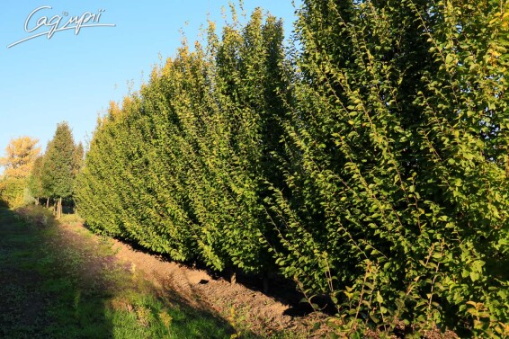 Граб звичайний 'Frans Fontaine' #2, WRB 600-700 без штамбу - 2 Граб звичайний 'Frans Fontaine' #2, WRB 600-700 без штамбу - 2