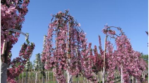 Райська яблуня - чарівність і користь