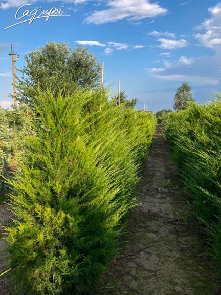 Можжевельник средний 'Mint Julep' - 3