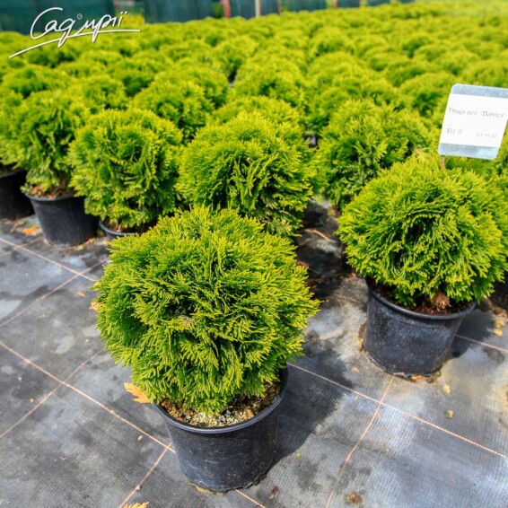 Туя западная 'Danica' - 5