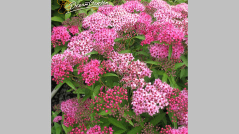 Спирея японская 'Anthony Waterer' - отличный выбор для Вашего сада!