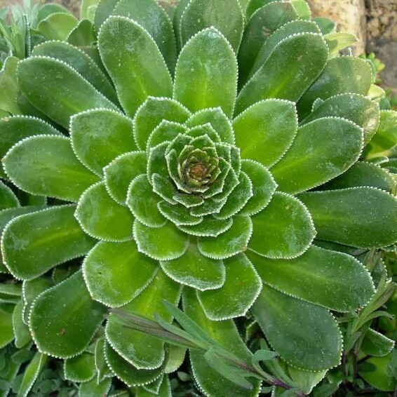 Камнеломка котиледон #1, p9 - - 3