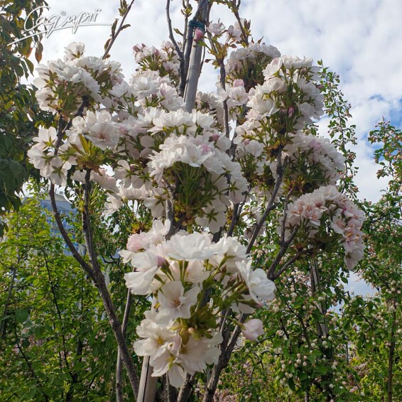 Сакура дрібнозубчаста 'Shirotae' - 1