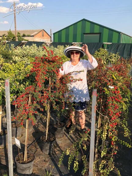 Кизильник нан-шань - 1