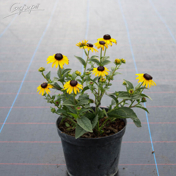 Рудбекия блестящая 'Goldsturm' #2, C3 - - 3 Рудбекия блестящая 'Goldsturm' #2, C3 - - 3