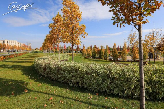 Дерен білий 'Elegantissima' - 2