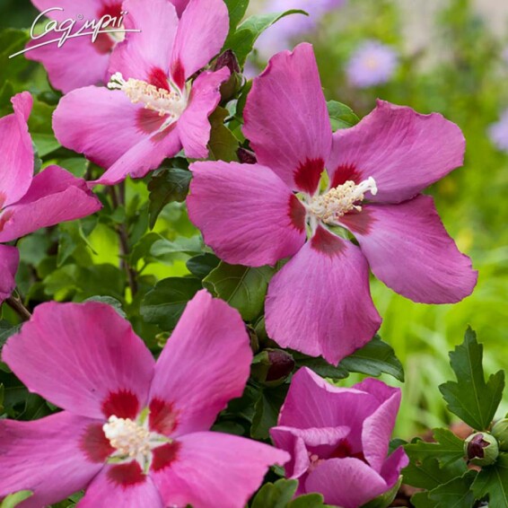 Гибискус сирийский 'Woodbridge' - 1