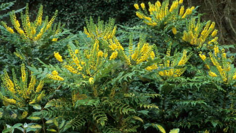 5 найкращих пропозицій вічнозелених рослин – щоб купити прямо зараз