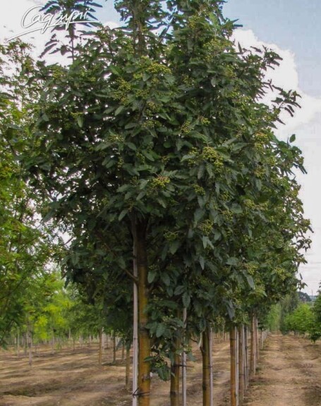 Горобина тюрингська 'Fastigiata' - 1 Горобина тюрингська 'Fastigiata' - 1