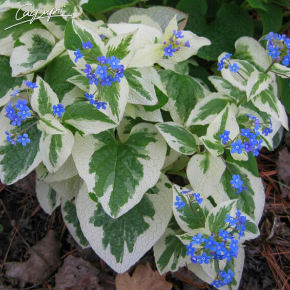 Бруннера крупнолистная 'Variegata' - 1