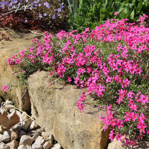 Флокс шилоподібний 'Scarlet Flame' - 3