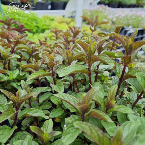 Мята перечная 'Chocolate' - 3 Мята перечная 'Chocolate' - 3