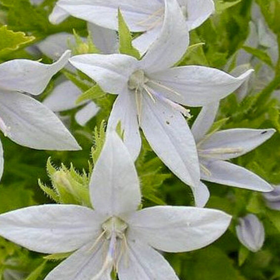 Дзвоник Пожарського 'E.H. Frost' - 1