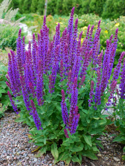 Шалфей дубравный 'Ost Friesland', C2 - - 3