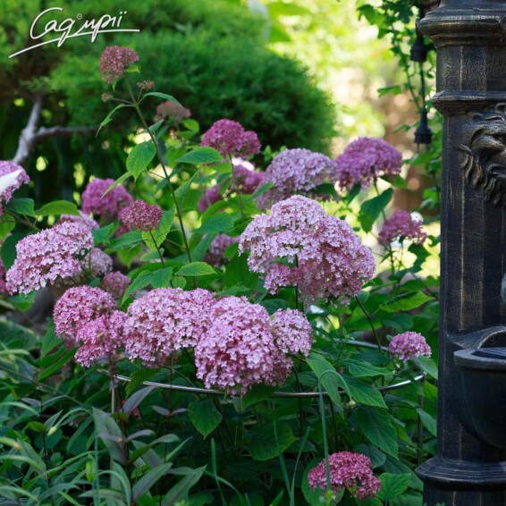 Гортензія деревовидна 'Pink Annabelle' - 5