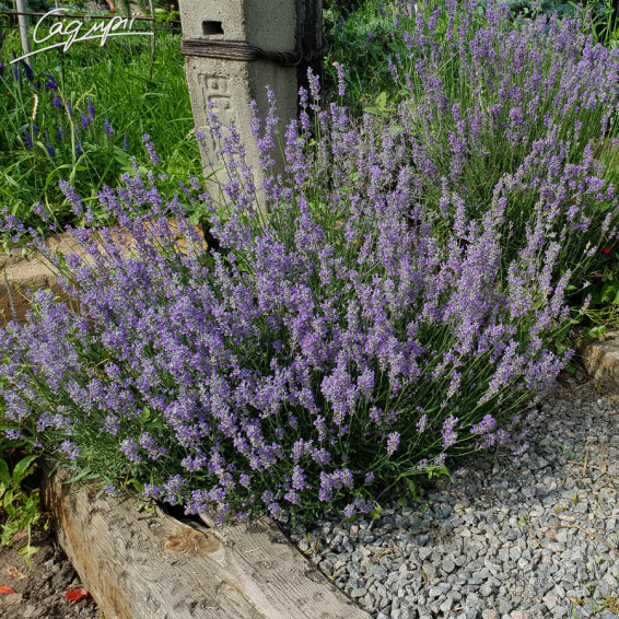Лаванда узколистная 'Munstead' - 4 Лаванда узколистная 'Munstead' - 4