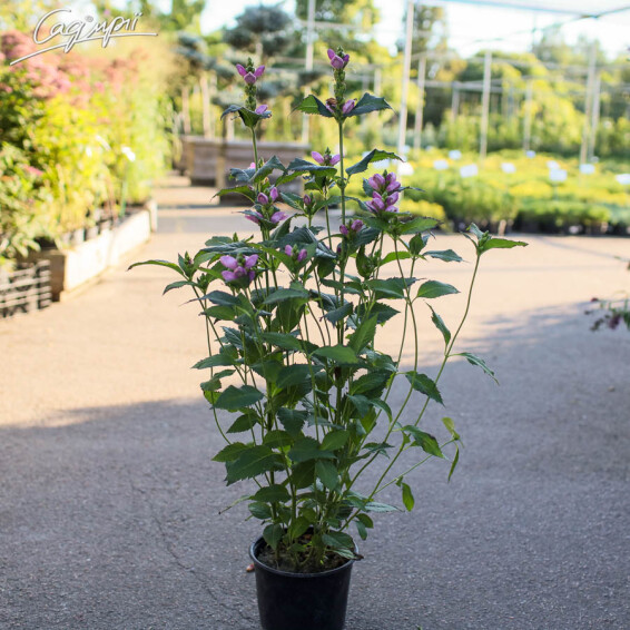 Хелоне косая - 5