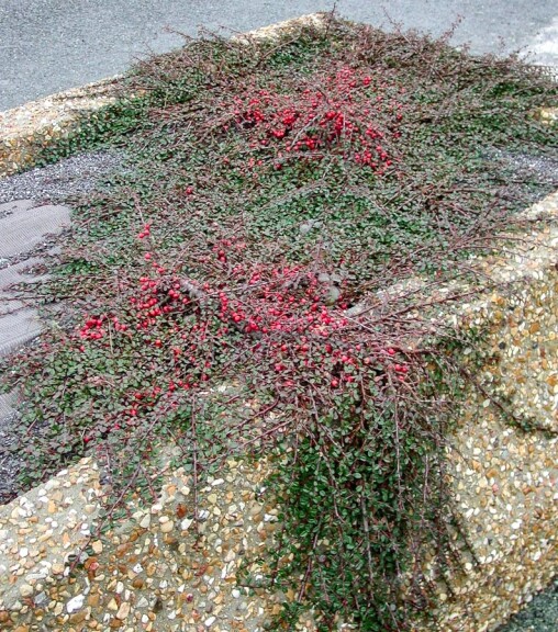 Кизильник лежачий 'Streib's Findling' - 6