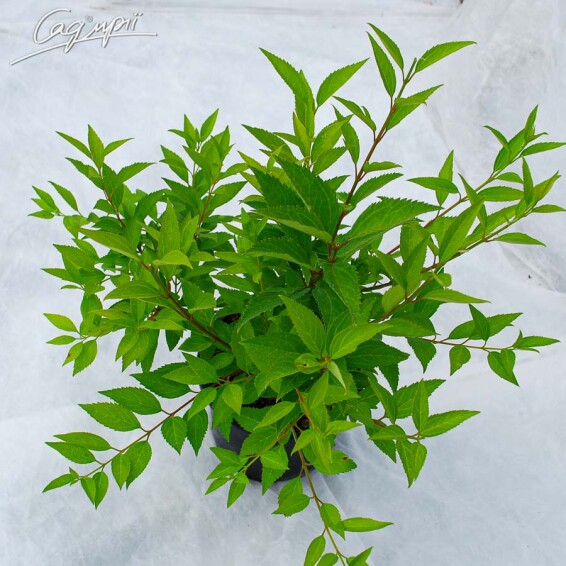 Форзиция средняя 'Lynwood' - 3