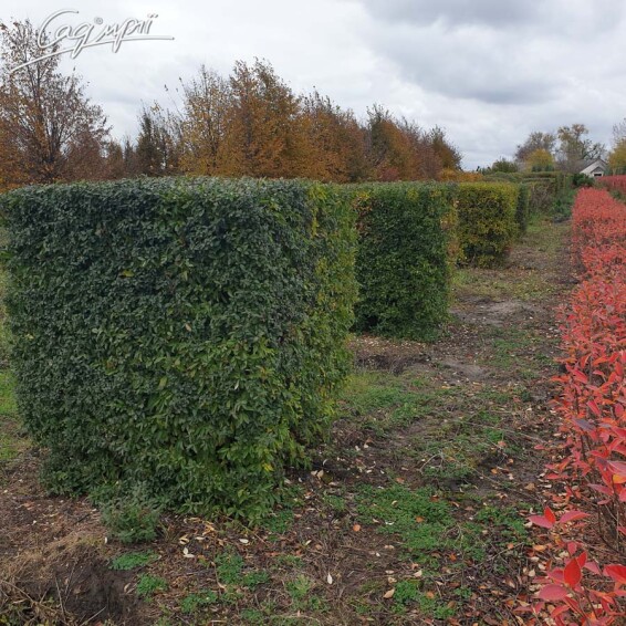 Бирючина обыкновенная 'Atrovirens' - 10