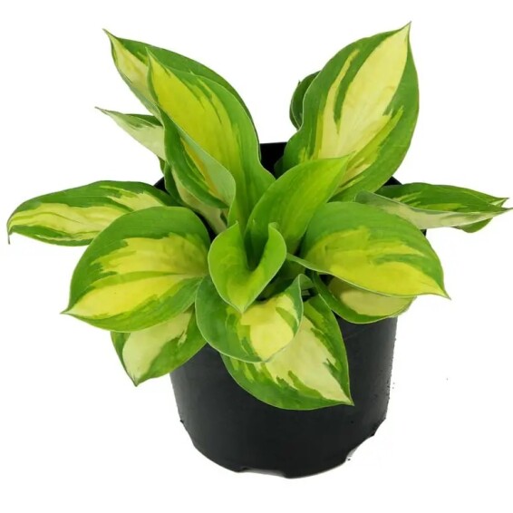 Хоста 'Popcorn' - 5