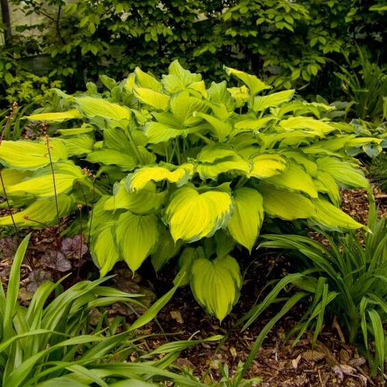 Хоста 'Lady Guinevere' - 3