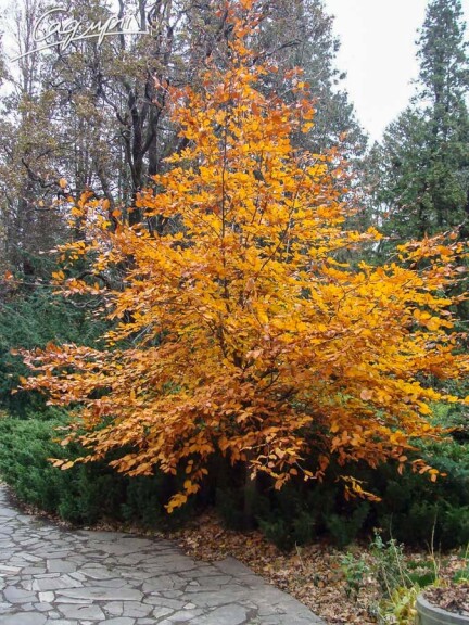 Граб обыкновенный - 7 Граб обыкновенный - 7