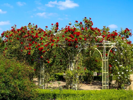 Роза плетистая 'Amadeus' #1, С7 - - 8