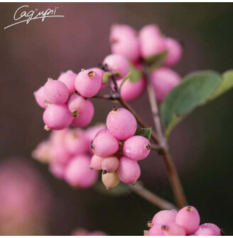 Снігоягідник Доренбоза 'Amethyst'