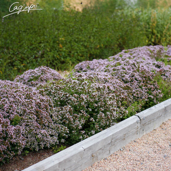 Материнка звичайна 'Compactum' - 2