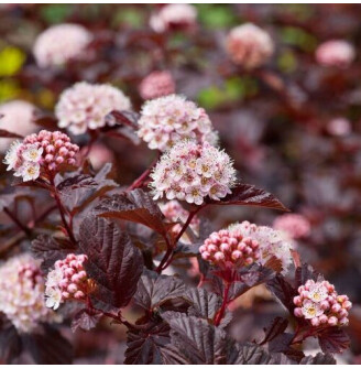 Пухироплідник калинолистний 'Summer Wine'