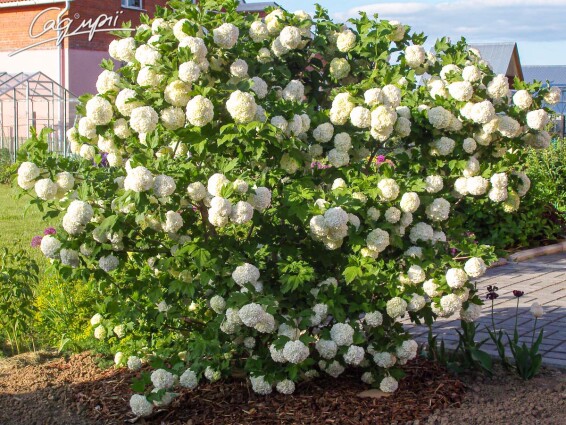 Калина обыкновенная 'Roseum' (бульдонеж) - 2